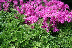 Killikus&reg; Fotographie